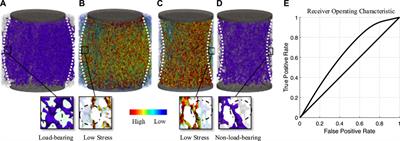 A graph model to describe the network connectivity of trabecular plates and rods